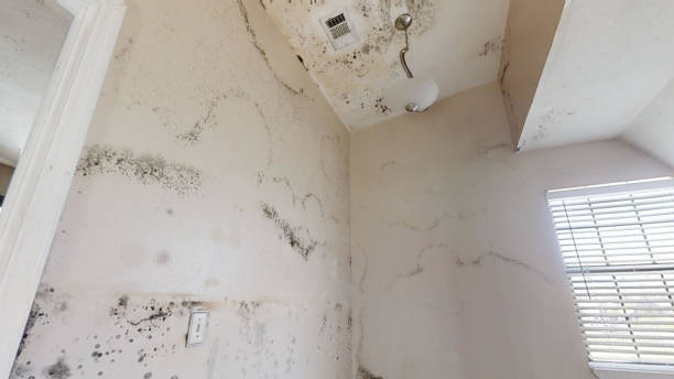 Best Crawl Space Mold Remediation  in Reno, NV