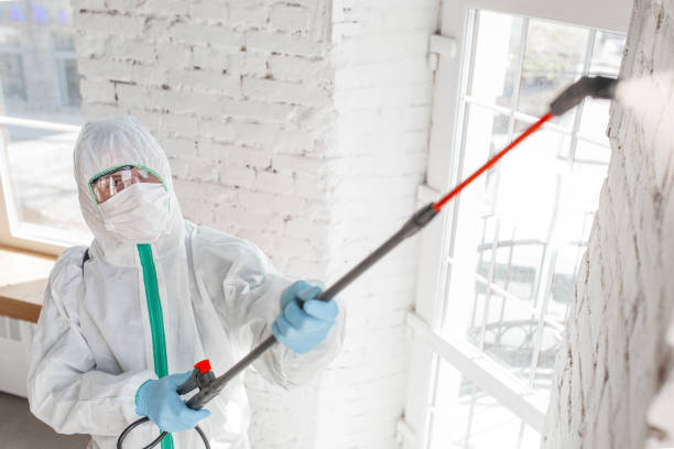 Professional Mold Removal in Reno, NV