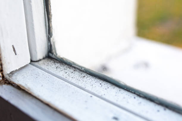 Best Emergency Mold Remediation  in Reno, NV
